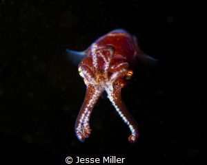 Stubby Squid on Night Dive in Washington. by Jesse Miller 